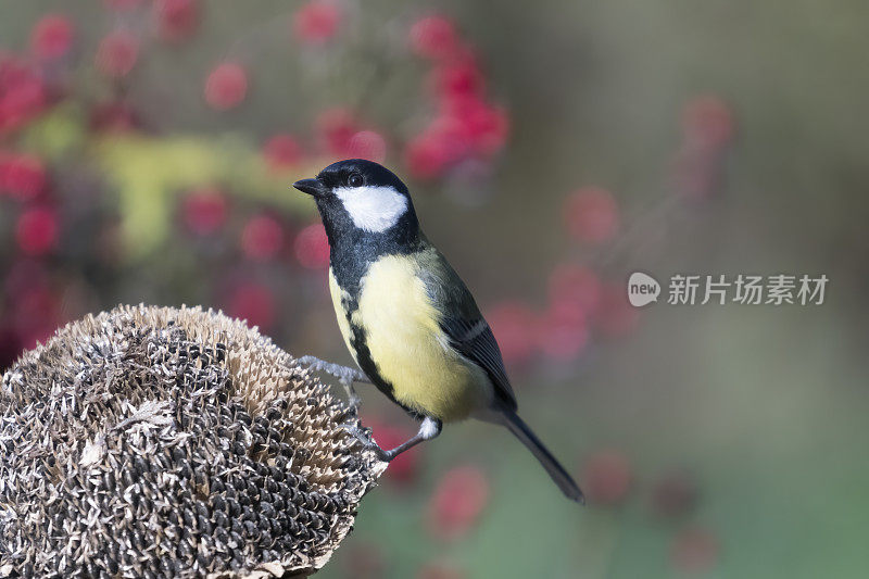 大山雀向日葵(Parus major)